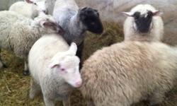 Jan/ Feb lambs weigh 50-60lbs. We have ewes and rams. Email for more info if needed. Thanks