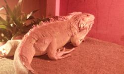 Large iguana approx 3 feet, come with all accessories,  son has moved away and couldn't take him.