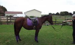 Alaska is a 14 hand, 4 year old pony mare. She is going walk, trot, canter and has been started over jumps. She's a very smart and willing pony! Easy to handle and easy to work around. Available for in barn lease, or off property lease to the right
