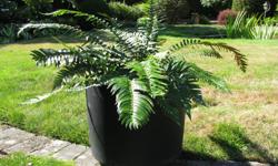 4 gal. container of evergreen native Sword Fern. Suitable for deck or balcony.