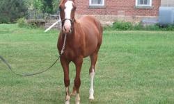 Beautiful Yearling paint gelding, solid colour.  Well handled, well taken care of....Ready to move on to home! $500.00
Also; Beautiful 2 yr old paint gelding, lightly started this summer. $ 1000.00