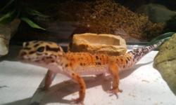 I have a leopard gecko for sale less than a year old with a 30 gallon tank and all accessories very easy to maintain .