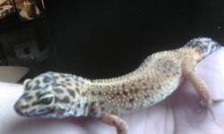 selling my female leopeard gecko with a 40 gallong tank a heat pad a exo terra cave and a brand new bag of beding o and water dish to