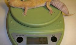 A few are proven breeders
The first one is a blizzard female at 76 grams.Asking $75 (proven) SOLD
The second is a Mack Snow Tremper Albino at 32 grams Asking $60 SOLD
The third is a bell hybino with a re-gen tail at 42 grams asking $50
The fourth is a