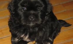 Lhasa Apso Shih Tzu/Pomeranian mix puppies looking for a loving home. We have 2 females and 1 male for sale. The mother is a Lhasa Apso and the father is a Shih Tzu/Pomeranian mix, both available to be seen at our home. The puppies have not had their