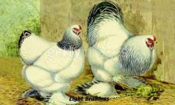We have Light Brahma Chicks for Sale.
Hatched on Sept. 20th
hatched:97
left:70
$ 4.00 each, unsexed
 
Hatched on Aug. 26th
hatched: 122
left: 13
$ 6.00 each, unsexed
 
No cheques, cash only
Ph # 434-9882
The Brahmas are a very old breed from Asia,