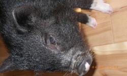 Miniature black pot-bellied female pig.
9 months old.
House and leash trained.
Needs a warm spot for the winter!
We are away too much and can't give her the love and attention she needs.
Very clean pet and lovable!