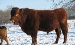 5 yr old Limousine Bull,  produces 80 to 90 lb calves, quiet, easy to handle bull, can be hand pail fed.  will consider swap for black Simmental bull. Ph. 204-268-3944    Only reason we are selling we want to keep his heifer calves.