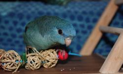12 week old hand fed and family raised linnies; turquoise male (SOLD), cobolt female and turquoise female available.  Linnies are quiet, playful, low maintenance birds that make wonderful gentle companions. These birds are parrot-like in that they require