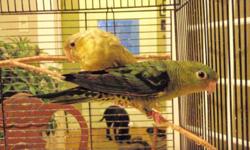i have a pair of proven linnies, green/tuquoise male ,  edged female,  both banned 09