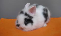 We have lionhead and Holland lop bunnies ready to leave. All bunnies are handled by small children. Please visit my website at Swan Rabbitry.com. You can reach me at 5197274712 or email.Wire drop cages avaiable as well 24 x 36, they are $80. Thanks and