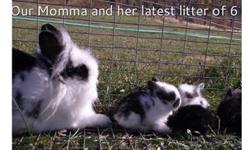 We have 6 purebred lionhead bunnies for sale, born Sept. 29, 2011.  5 females (2 black and white, 1 gray, 2 black); 1 male (gray). Very cute. Williams Lake, BC.