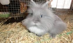 grey male lionhead born july 15th a little shy. selling most of my rabbits to make room for pedigreed rabbits for my daughter to show.
can text 705 875-6967