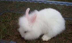 Several 8 week old lionhead rabbits available.  4 whites with blue eyes, 1 orange with brown and blue eyes.  For more info email or call 519-363-6180..