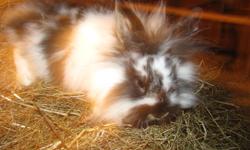 I have a variety of lionhead and lionhead/new zealand rabbits (I had a frisky male lionhead....) for sale. They range from 6 weeks to 6 months old. There's white, white and brown spotted, white and black spotted, black, and brown. If you need more photos