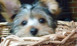 Little purebred Yorkie boy
 
 ready for his new home.
 
Drakie is an affectionate, playful little boy
 
 that loves to be cuddled and kissed.
 
He has been raised in our loving home,
 
along with his other litter mates,
 
and is now the last little guy
