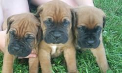 We are expecting a litter of F/B mastiff pups in a couple weeks they are real true beauties they will be vet checked/shots and dewormed if interested in one of our little/BIG monsters please mail me COUPLE OF PICS OF LAST LITTER