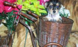 Hello Kingston i have some sweet little yorkie/ chihuahua for sale ready to leave or will hold for Christmas they have been dewormed twice mother is 6lbs father is 4 lbs doing well on litter box training so if you are interested please feel free to call
