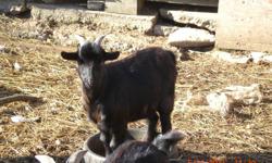 For sale 1 myotonic goat (billie born this spring not registard or fixed) $250.00 or for stud
1 pygmy goat (nannie roughly 4 years old good mother maybe bred) $100.00
Sold
1 Minature horese bay colt (born june 2011 would make great project, not fixed or