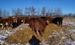 Selling 50 (4 & 5 yr old) cows bred Char to start calving March 23/12, and 50 heifers bred Red Angus to start calving April 1/12. Vaccinations up to date, Express 10 , 8 Way & Ivermec. Preg checked Dec.16/11 , will sell as a package or in groups of 10 or