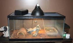 Green Basilisk Lizard, 1 year old; including 55 gal. tank with screen lid, UV light, heat lamp, heat pad, water bubbler and pump, a few tank accessories (like log, etc.) - everything you need to own a lizard
 
Purchased everything for over $600