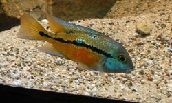Hi I am looking for a pair of Nicaraguan Cichlid - Male & Female. Also known as:
Hpsophrys nicaraguensis
Macaw Cichlid,
Parrot Cichlid,
Nics,
Nicaraguense,
Nicaraguan Cichlid
Also known as the Spilotum or Moga
 
I am looking for a young pair not too old