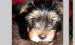 I am looking for a yorkie
A male
Younger then one
$200
Pee pad trained
Something like the pic
This ad was posted with the Kijiji Classifieds app.