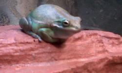 Hi Im looking for tree frogs like,red eyed tree frogs ( would really LOVE to add these to my collection), dumpy frogs, green tree frogs, MSG me with info,reasonable costs and pics IF possible ( NO pacman/ pixie frogs pls) I have many yrs experience with
