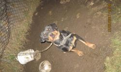 UPDATE* Someone told me they saw a rottie at the princess center 2 days ago, running towards erie street. Check your yards ! She responds to Roxy and Demon. Got loose around Princess street and Victoria Street. I had to go away for the week and left my