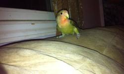 I have one male baby lovebird left he is 5 to 8 months old very frendly $45 no cage
This ad was posted with the Kijiji Classifieds app.