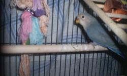 I have a beautiful couple of  lovebirds with their baby for sale. comes with the cage and toys.First pic is the 2 1/2 month baby, second is the dad and forth and fifth is mom, she is going to lay eggs soon.It will be her second time.
