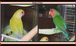 I have several pairs of lovebirds looking for new homes
They MUST go in the pairs shown as they are bonded together
Serious Buyers ONLY please I do have some travel cages available as well.. Delivery is not an option, must be picked up
ALSO willing to