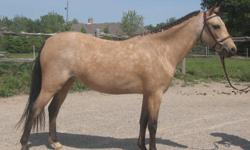 Lovely 5 year old 12hh Welsh mare. With her super conformation and light forward movement, Willow will make an outstanding A circuit hunter pony. Started under saddle by an A circuit rider. She has been doing walk, trot, canter and has been started over