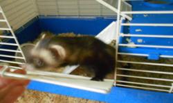I have a loving ferret that kisses, i am selling her because i have no time for her, she loves attention and loves to play. I have a brand new three level cage to go with her. She is multi coloured, she is black brown and white. Her name is Oddes.