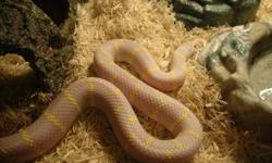 Male Albino California king Snake
White with yellow Stripes
Comes with everything in the tank
-Tank
-Light
-Heater
-Water bole
$100
Will deliver
E-Mail for more info
