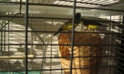Male and female finch for sale. $80.00 CAGE AND ACCESSORIES INCLUDED. Phone 961-9012 if interested.  ( Leave a message please if theres no answer and I will call you back) Please telephone me please instead of emails if you're interested because I dont