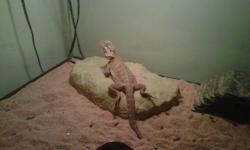 Male Bearded dragon for sale with a 110 gallon tank, feeding dish, light source, heating rock, 2 heating pads, medium size bridge for cool spot, and water bowl. All included in price. Looking to sell asap. Call or email if interested.