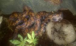 have a male 2 year old Brazilian Rainbow Boa for sale, he is about 4.5 ft.  Eating great on f/t small rats. Weekly $200 OBO
Willing to trade for certain Ball Pythons