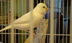 I have e few canary's for sale male & females,also willing to trade
different colors for different price
From $35-$75.For more details please call @ 519 566 9972.