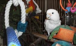 Looking to find a new home for my cockatoo. I am renovating my house and don't have the time to play with or the space to keep him. He is a very loving bird aged 6 plus years. Exact age is not known to me. He is banded but the numbers are very faint. Is