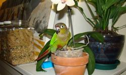 My 3 year old green cheek conure 'Jack' is living a tormented existence since I moved in with my boyfriend, his two cats and a dog. I am affraid to take him out in their company as they are fixated on him and will lunge if he flies anywhere he can be