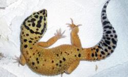 I'm looking to sell 1 male leopard gecko and 1 female tangerine leopard gecko.
Either together or separately. Together for $180, separately the male is $80 and the female is $100 (she has beautiful colouring - would be great to breed for interesting