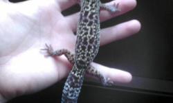 i have a male leoperd gecko for sale 40 for him no tank