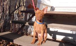 Male Minature min pin
Born in July
Good natured
House trained
Very friendly