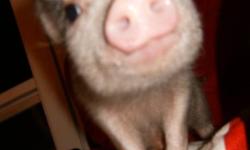 Mini Pet Pigs make amazing pets! They are highly intelligent and easily trainable. They are hypo-allergenic, very clean, litter-trained, and can walk with a harness and leash. They only cost pennies a day to feed and require little exercise. This is a