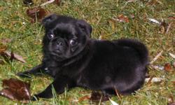 10 week old purebred male chinese pug. Black with a very small line of white on his chest. Ready to go to his forever home. Please call Dennis. 289-925-5698