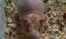 I have a 6 month old male skinny pig named "Brutis" available. With my work schedule I'm unable to give him the attention that he deserves. I'm looking to find him a forever home :)
This ad was posted with the Kijiji Classifieds app.