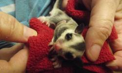 All so have a white face blond male sugar glider he was out of pouch Oct. 25 and is ready to go to his new home now. He will come with a glider blanket, joey food and bonding pouch. Will need a little work to bond to you.