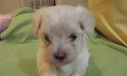Maltese Puppies For Sale
[non shedding and hypo allergenic]
birth in october 24  2011
there are 4 males in the litter
they will weigh between6-7 lbs. as adults
      price a 1000$  ech.
all puppies leve us with MicroChip vaccines and  Purebred Dog
