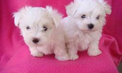 Extremely cute maltese pups for sale. 
ONLY ONE MALE LEFT, he had his 1st shot also was dewormed and vet checked.
 Adult size between 5 to 6 lbs.
INCLUDED: health guarantee, viral guarantee and puppy starter kit.
Puppies are non shedding, hypoallergenic,